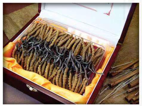 毛道乡冬虫夏草回收